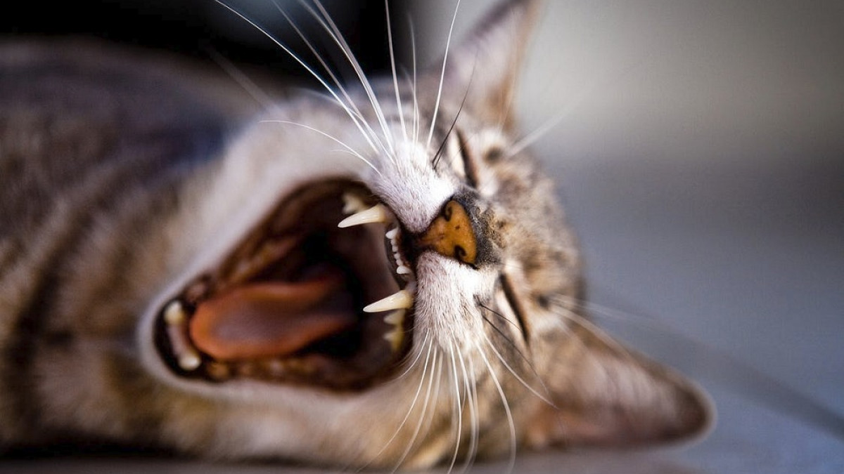 fobia-gatos-ailurofobia-wide