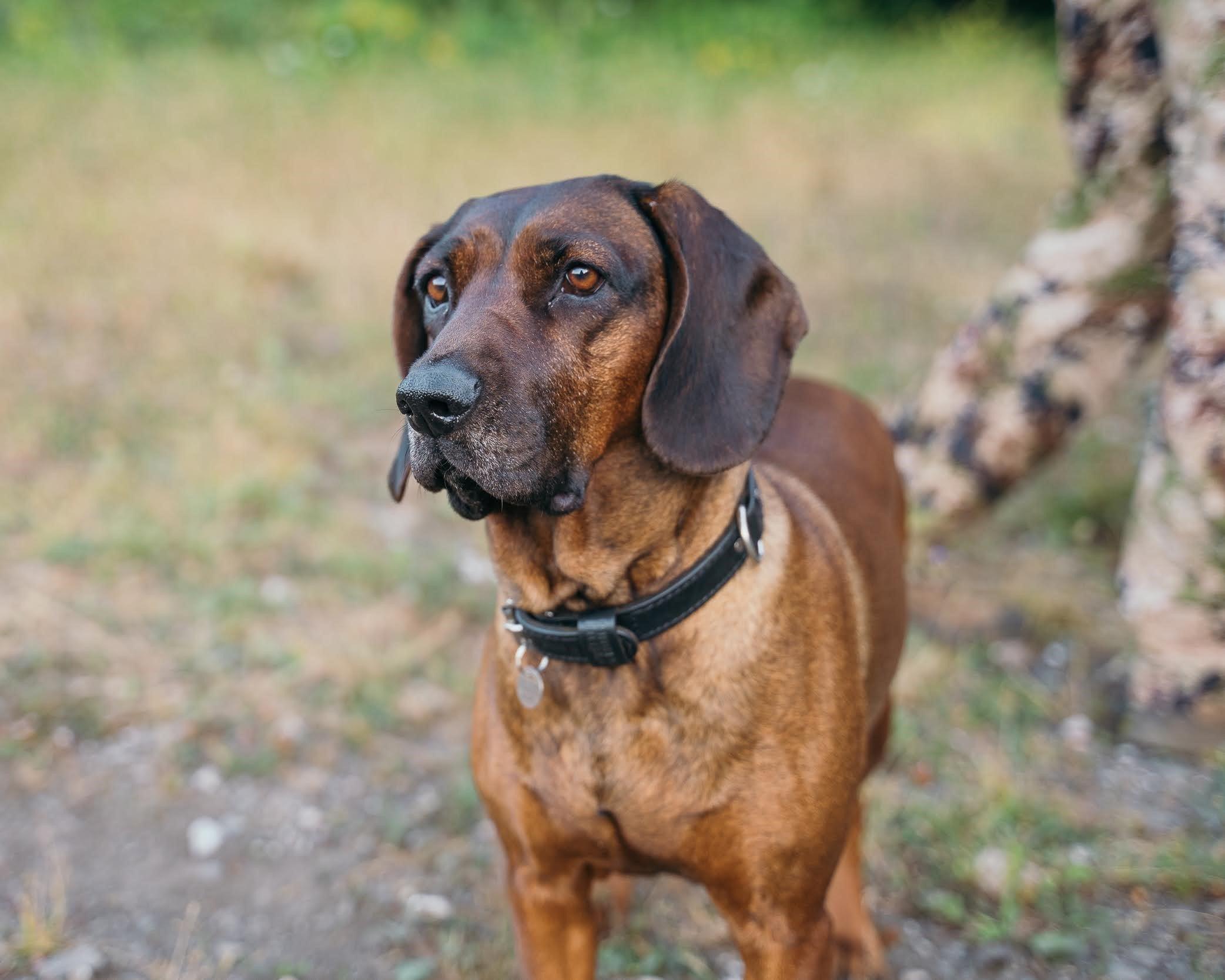 perros-de-rastro-de-sangre-razas-y-recomendaciones-young-wild-hunters_3b10495f-553c-4018-941b-4c0bad8e4477